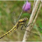 Großer Blaupfeil - Orthetrum cancellatum (Weibchen)