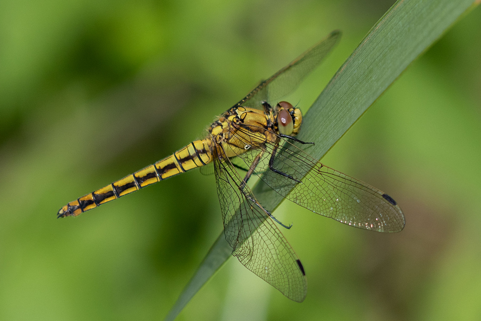 -Großer Blaupfeil (Orthetrum cancellatum), Weibchen-