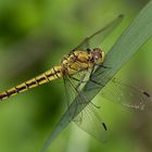 -Großer Blaupfeil (Orthetrum cancellatum), Weibchen-