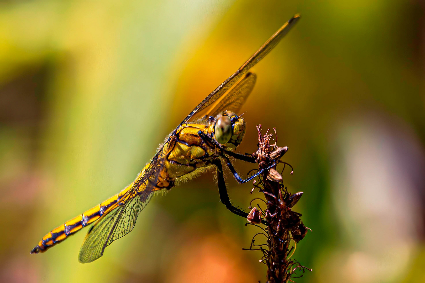  Großer Blaupfeil (Orthetrum cancellatum), Weibchen / Immature female skimmer