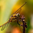  Großer Blaupfeil (Orthetrum cancellatum), Weibchen / Immature female skimmer