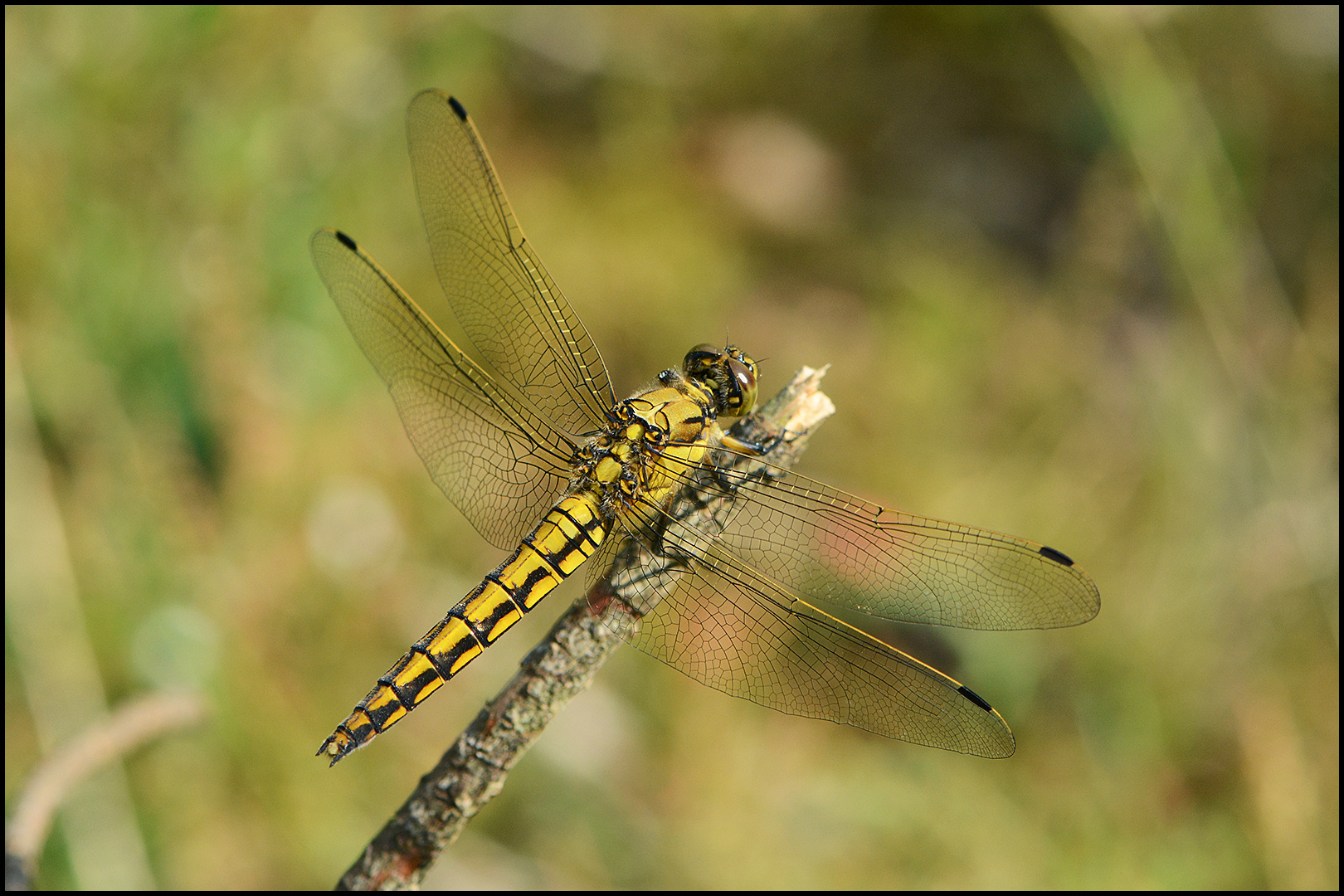 Großer Blaupfeil - Orthetrum cancellatum - weiblich