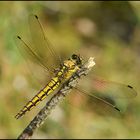 Großer Blaupfeil - Orthetrum cancellatum - weiblich