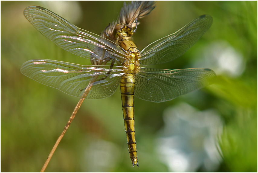 Großer Blaupfeil (Orthetrum cancellatum) - weiblich