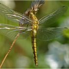 Großer Blaupfeil (Orthetrum cancellatum) - weiblich