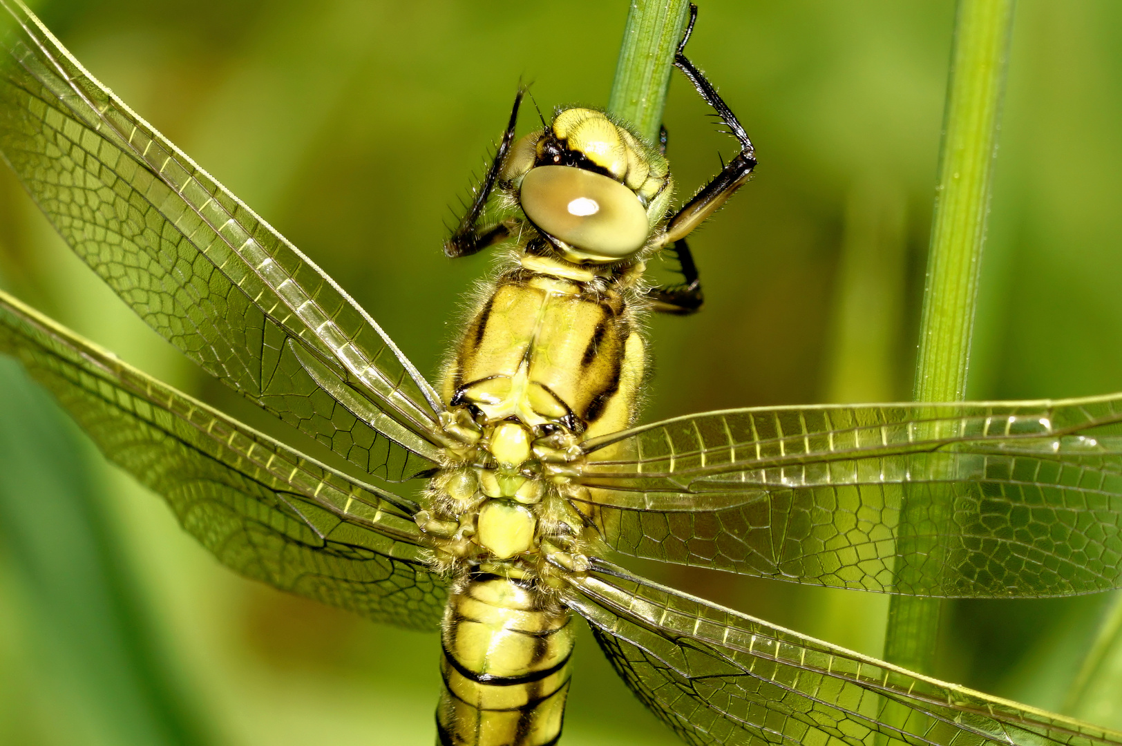 Großer Blaupfeil (Orthretrum cancellatum) Weibchen