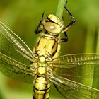 Großer Blaupfeil (Orthretrum cancellatum) Weibchen