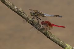 Grosser Blaupfeil  und Feuerlibelle