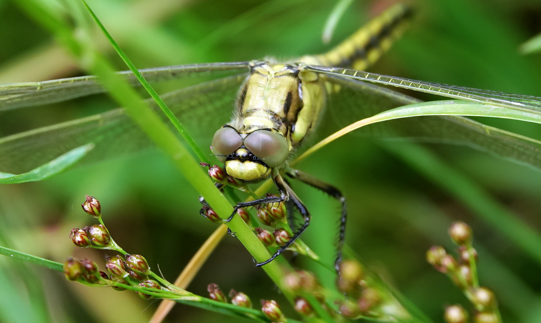 Großer Blaupfeil Weibchen