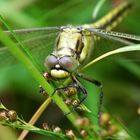 Großer Blaupfeil Weibchen