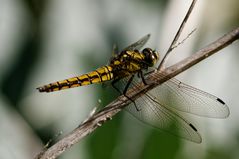 Großer Blaupfeil, Weibchen