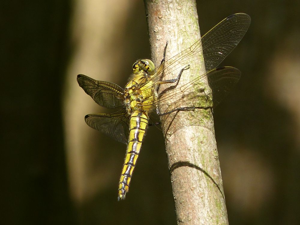 Großer Blaupfeil (Weibchen)