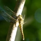 Großer Blaupfeil (Weibchen)