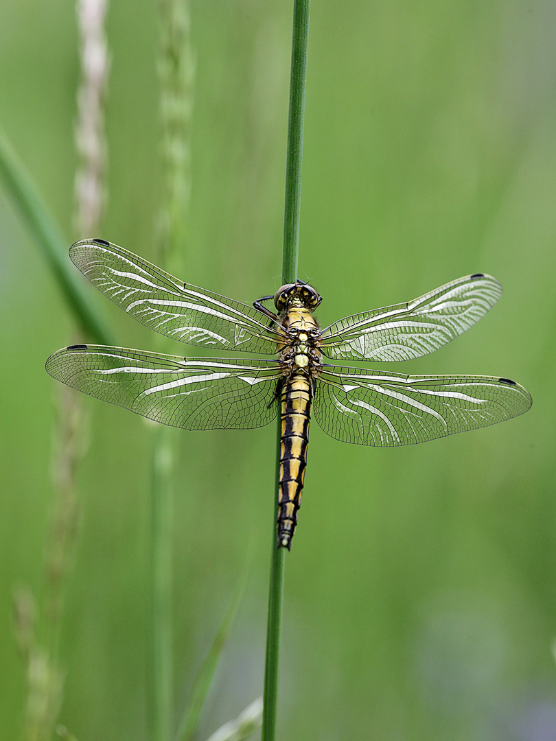 Großer Blaupfeil (Weibchen)