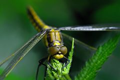 Grosser Blaupfeil ( Weibchen )