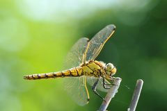 Großer Blaupfeil Weibchen