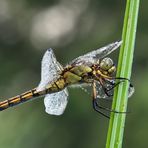 Großer Blaupfeil, Weibchen