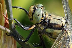 Großer Blaupfeil Weibchen Close-Up