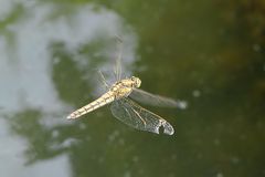 Großer Blaupfeil Weibchen Flugbild