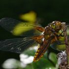 Großer Blaupfeil (Weibchen in Gelb :D)