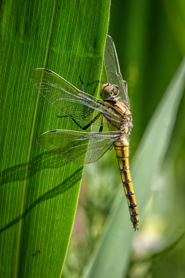 Großer Blaupfeil Weibchen (Orthetrum cancellatum)