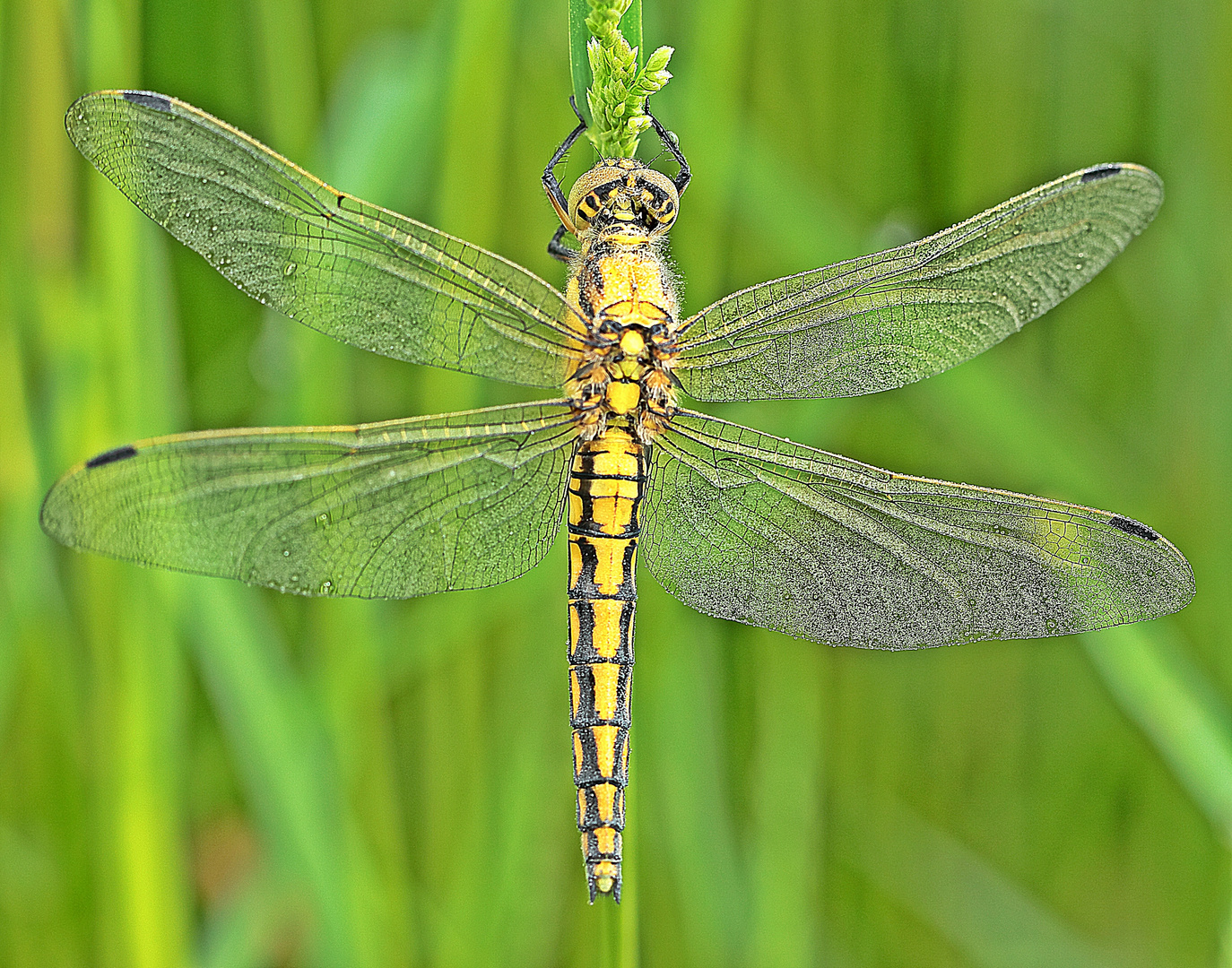 Großer Blaupfeil. (Weibchen Orthetrum cancellatum.)