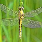 Großer Blaupfeil. (Weibchen Orthetrum cancellatum.)