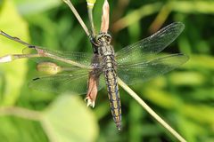 Großer Blaupfeil Weibchen Rückenansicht