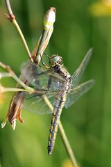 Großer Blaupfeil Weibchen Seitenansicht