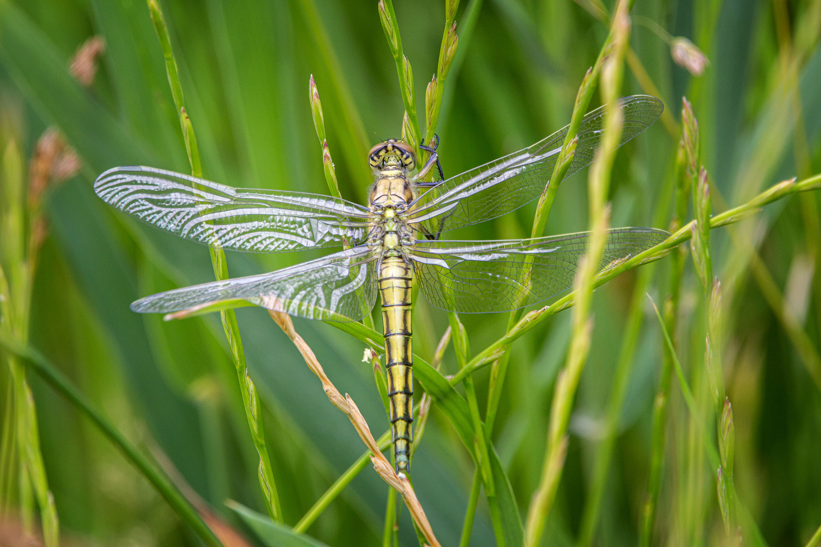 Großer Blaupfeil (Weibchen) - sympetrum sanguineum