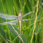 Großer Blaupfeil (Weibchen) - sympetrum sanguineum