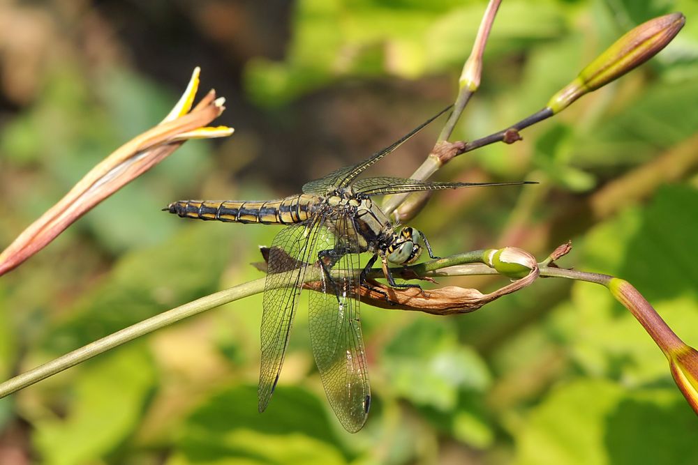 Großer Blaupfeil Weibchen von schräg oben