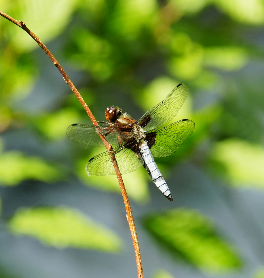 Großer Blaupfeil_06_2022