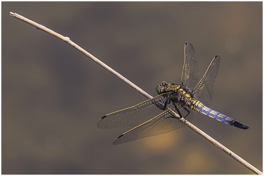 Großer Blaupfeil(Orthetrum cancellatum)