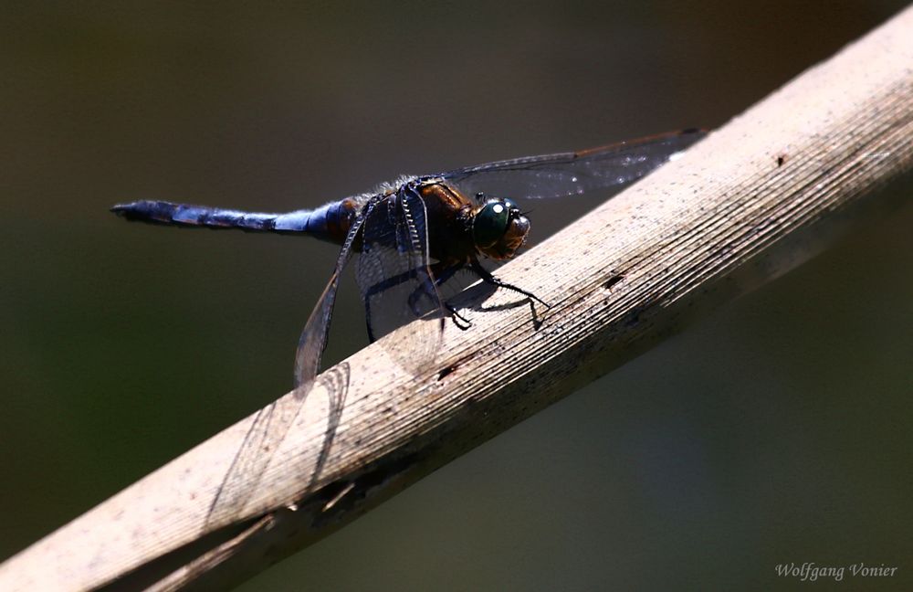 Großer Blaupfeil,Orthetrum cancellatum