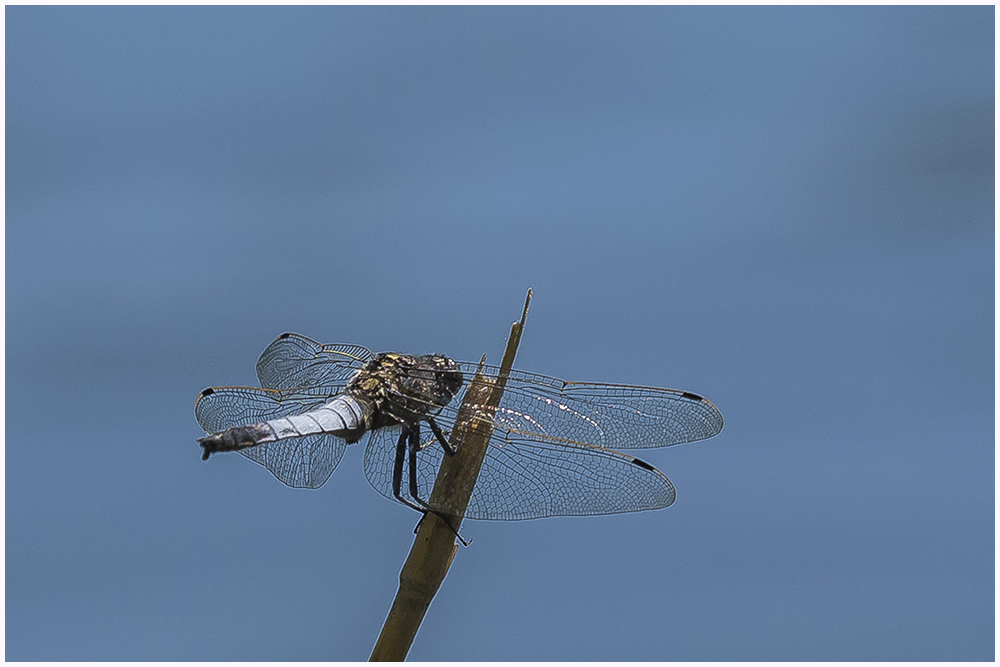 Großer Blaupfeil(Orthetrum cancellatum),m