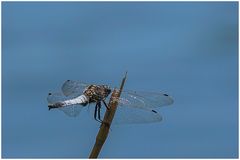 Großer Blaupfeil(Orthetrum cancellatum),m