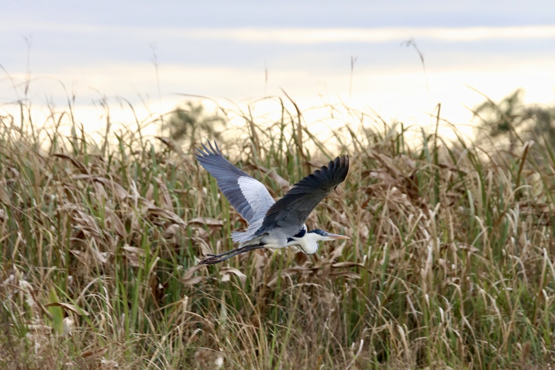 Großer Blaureiher (Abflug I)