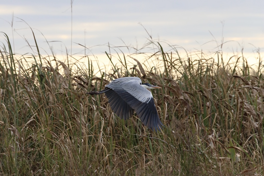 Großer Blaureiher (Abflug II) 