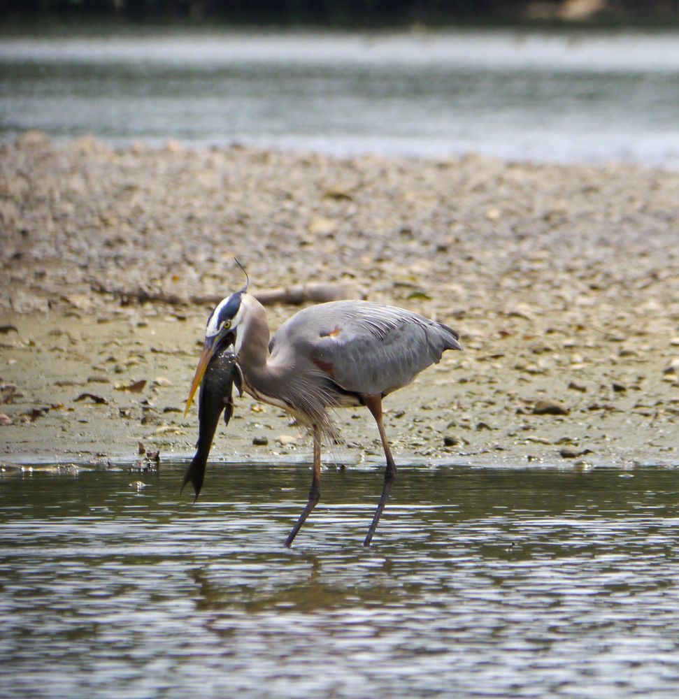 Großer Blaureiher..