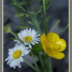 Großer Blumenstrauß in kleinen Händchen !