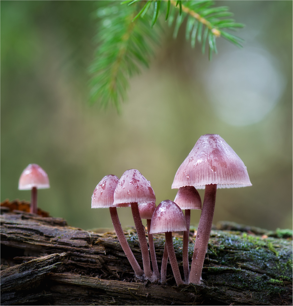 Großer Blut-Helmling (Mycena haematopus)