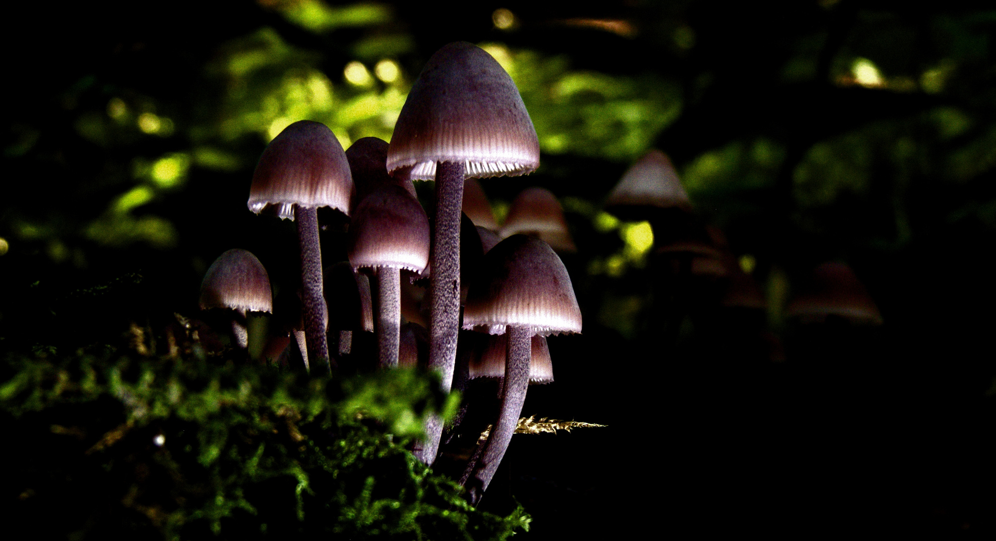 Großer Blut-Helmling (Mycena haematopus)