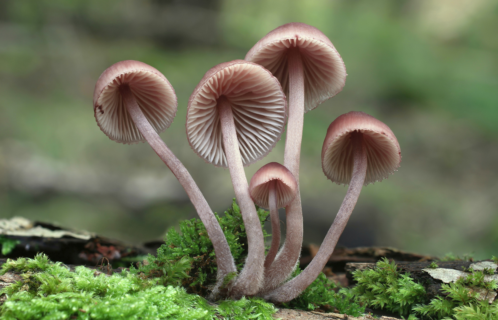 Großer Blut-Helmling (Mycena haematopus)