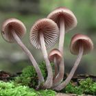 Großer Blut-Helmling (Mycena haematopus)