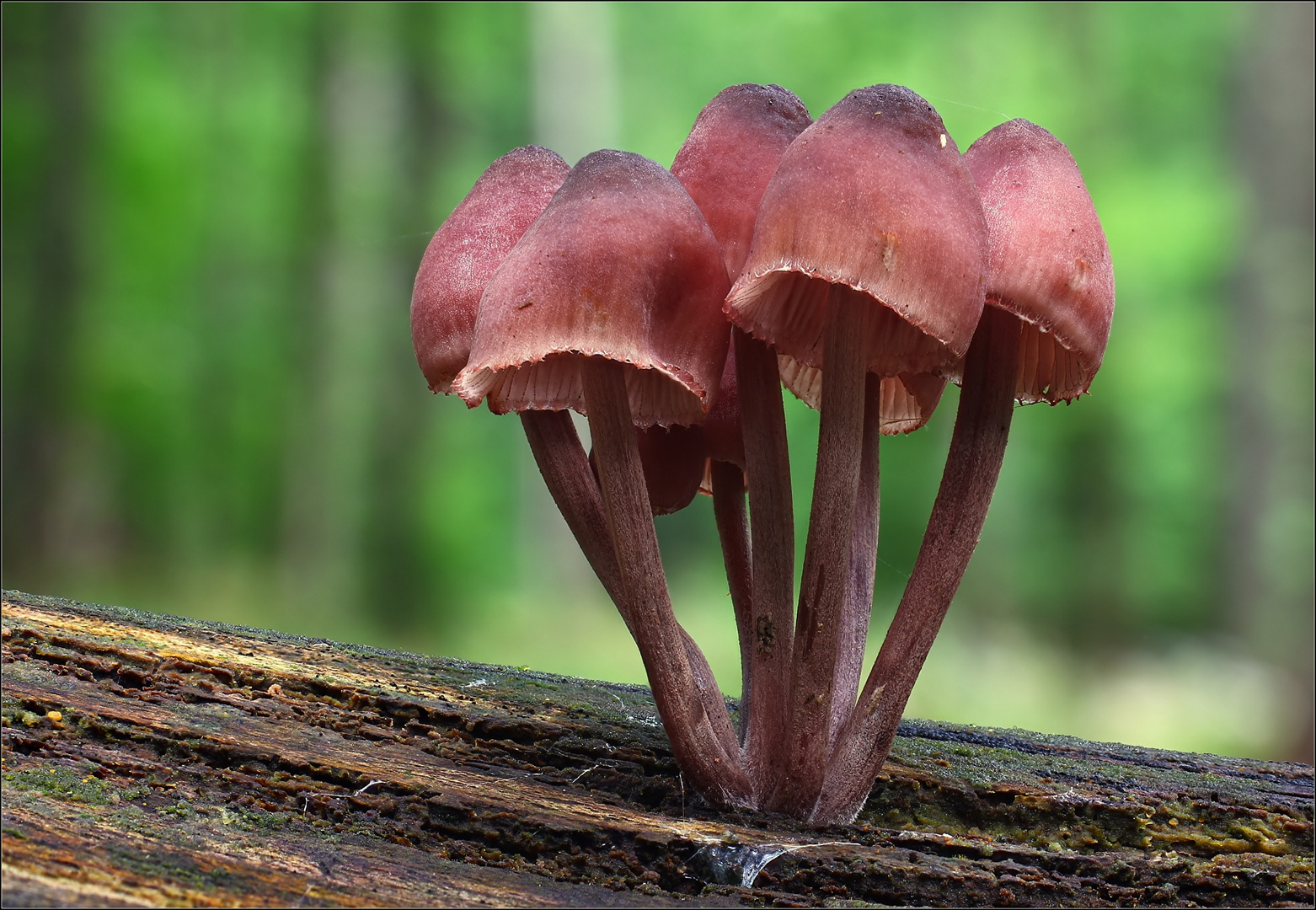 Großer Blut-Helmling (Mycena haematopus)