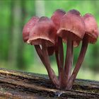 Großer Blut-Helmling (Mycena haematopus)