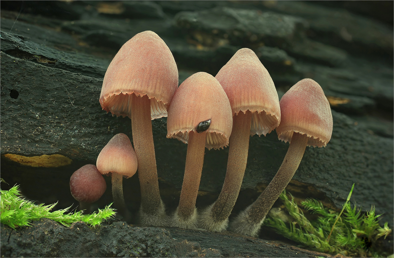 Großer Blut-Helmling (Mycena haematopus)