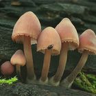 Großer Blut-Helmling (Mycena haematopus)