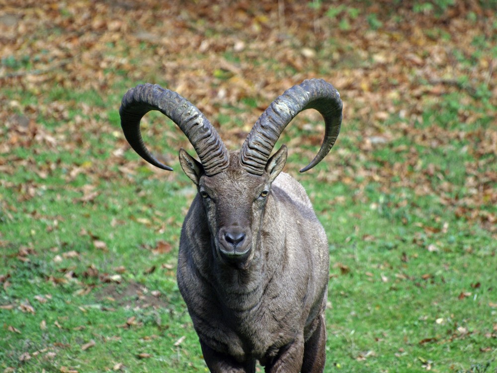 großer Bock